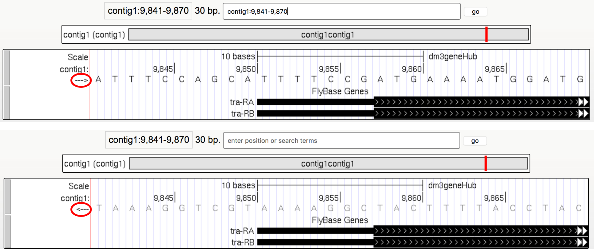 Nucleotide sequences on the base position track