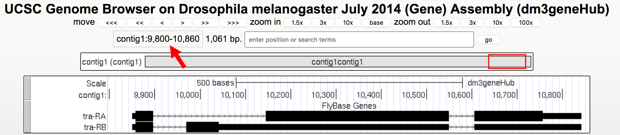 Genome Browser view of the *tra* gene