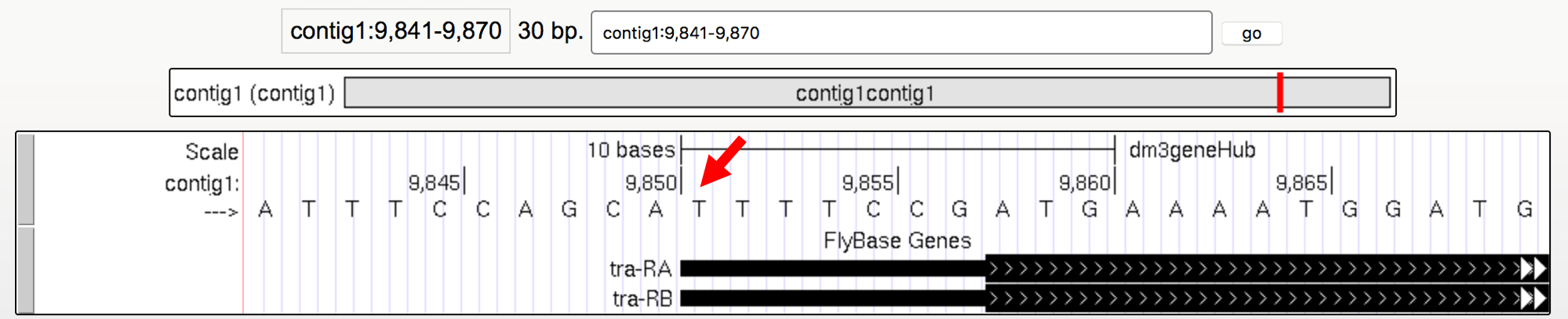 Base Position track of the Genome Browser
